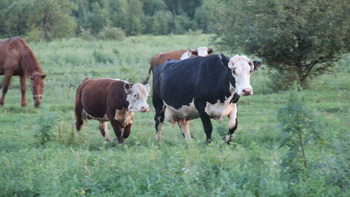 Животноводческая ферма на северных «дальневосточных гектарах»