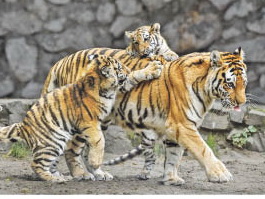 В гармонии с природой