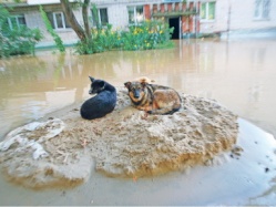 А собакам от воды -  ни туды и ни сюды...