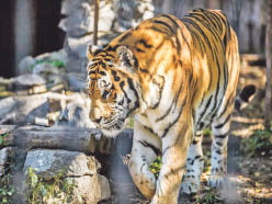 Тигрица Ригма временно поживёт в «Утёсе»