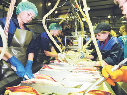 На амурской путине рыбакам подрезают крылья сетей