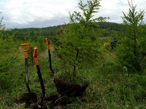 Там, где прошёл пожар, лес садим