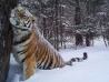 Охотник после нападения тигра в реанимации