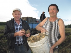 Пусть горожане едут за картофелем!   