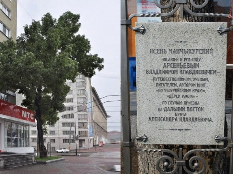 Проголосуй за ясень Арсеньева