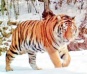 Тигры и леопарды осваивают Северный Китай