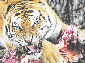 Тигр-людоед убит в  Ванинском  районе