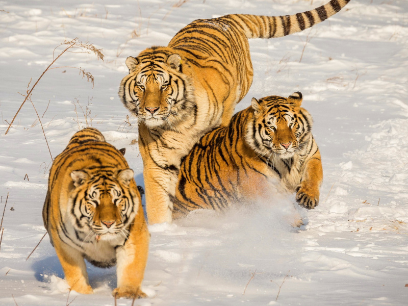 Тигры, на первый-второй рассчитайсь!