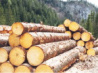 Спрос на лес не уменьшается