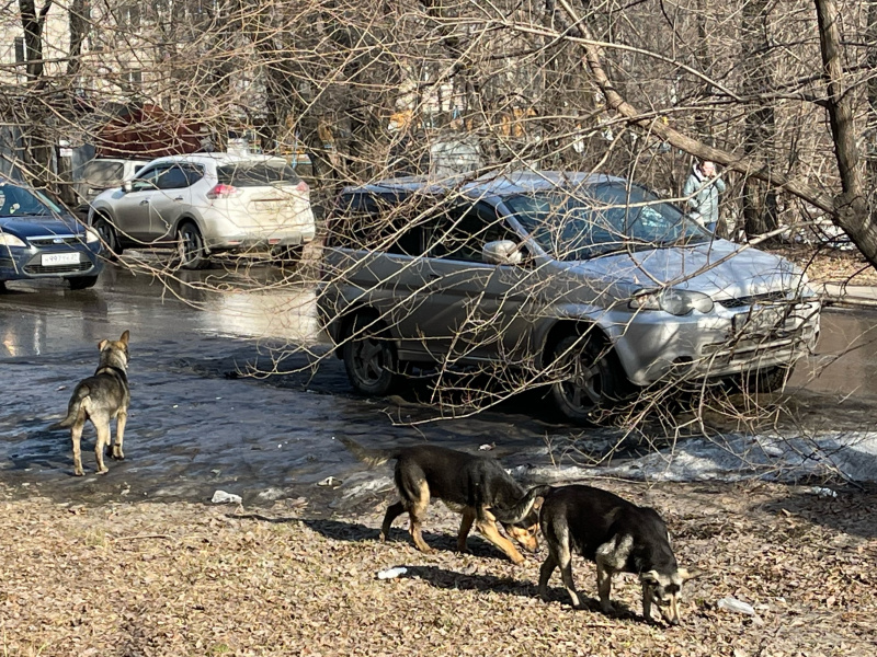 Денег нет, но вы, собаки, не кусайтесь