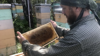 О чем думает пасечник, или  Зачем нужны пчелы