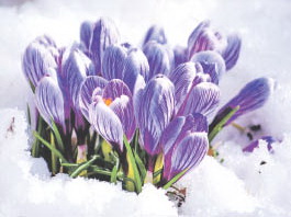 Весна идёт уверенно