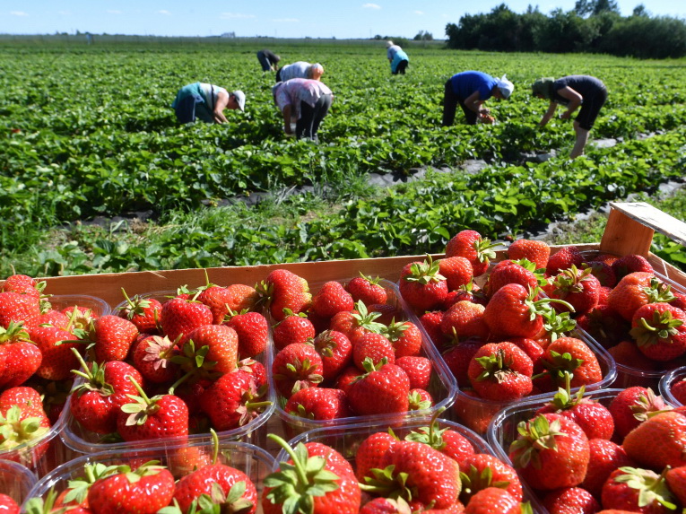 Правильная клубника пахнет хабаровскими грядками
