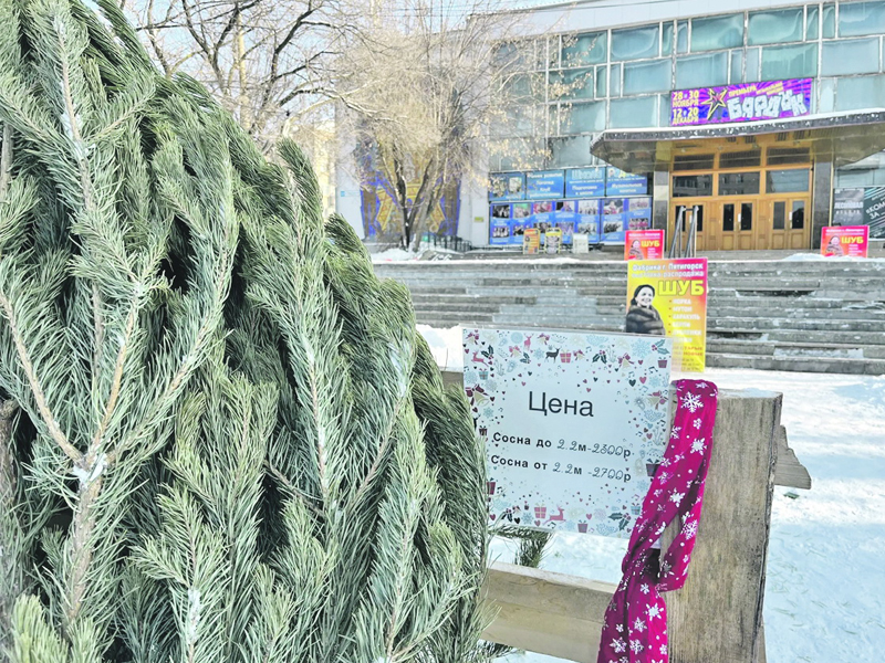 Самую  дорогую ёлку в Хабаровске можно купить за 35 тысяч