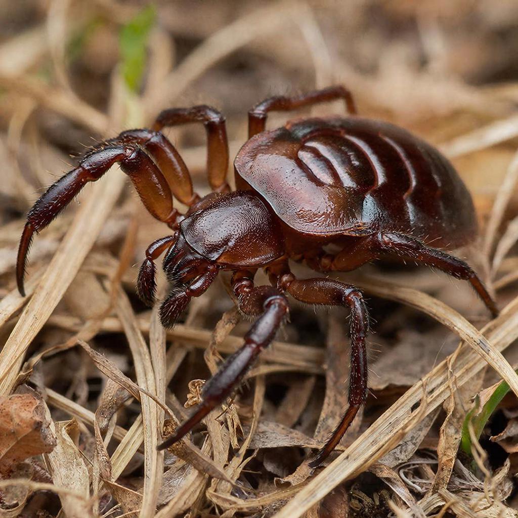 В Хабаровском крае проснулись клещи