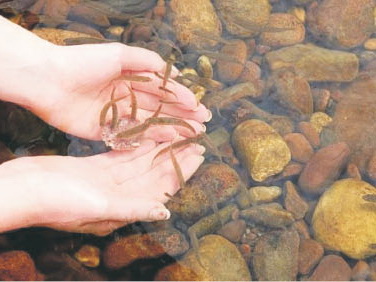 Река Корюшка станет колыбелью для лосося