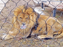 Африканский лев с… дальневосточной пропиской