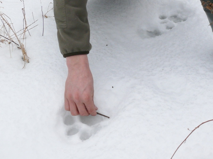 Родила тигрица в ночь то ли сына, то ли дочь