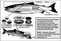 Ловись, рыбка большая и с... заграничной кепкой