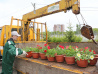 В Хабаровске высадят полмиллиона цветов