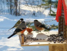 Покормите птиц зимой…