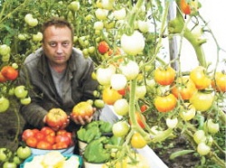 С томатом морозы не страшны
