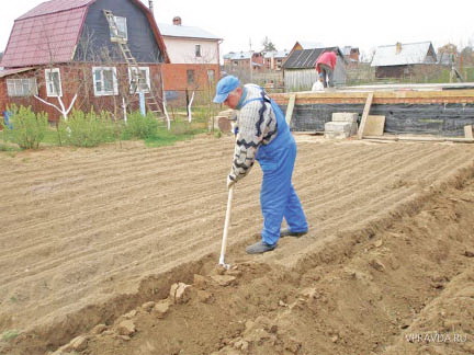 Дорогая моя землица