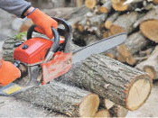 Незаконных рубок стало меньше