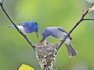 А вы не видели синего соловья