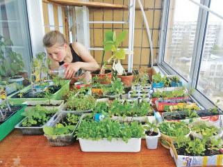 Зимний огород требует забот