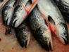 Доступный лосось обещают после 20 августа