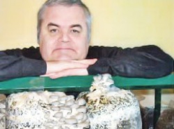 Золотое дно - гриб вешенка