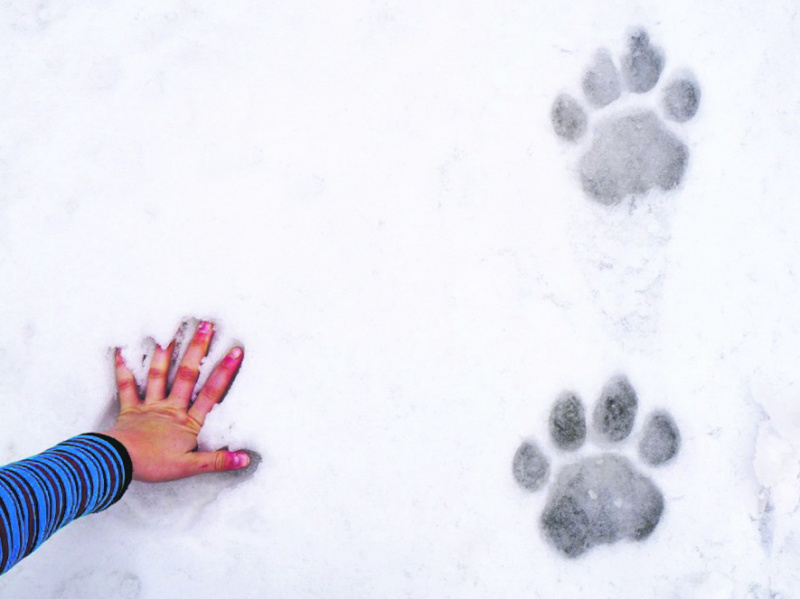 Так был ли тигр в посёлке?