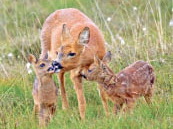 У кабарги и косули начался окот