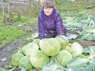 Капусте заморозки полезны