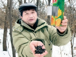 Столовая большой синицы