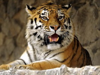 Тигры и рыси в… предсвадебной суете