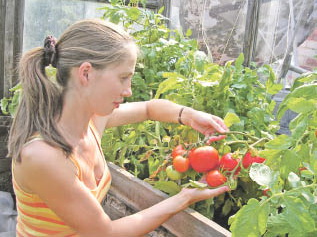 Отправляем томаты на «продлёнку»