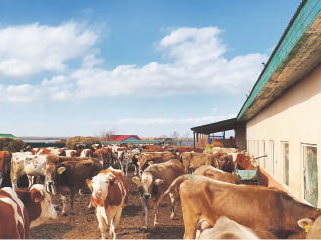 Видеонаблюдение помогает хабаровским фермерам