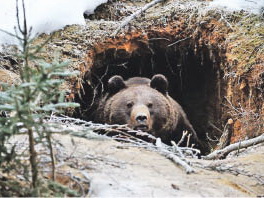 Медведи готовятся к спячке