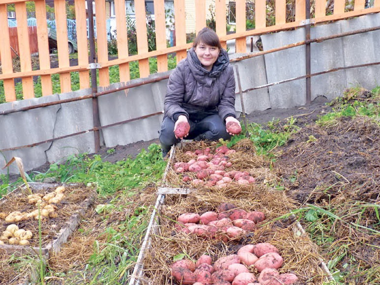 Картофель на паровой грядке