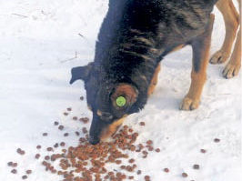 Если у Бобика зелёная клипса, он безопасен