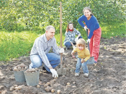 Картофель - батюшка!