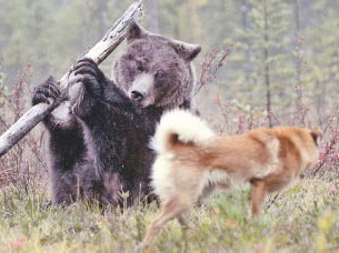 На медведя я пойду по новым правилам