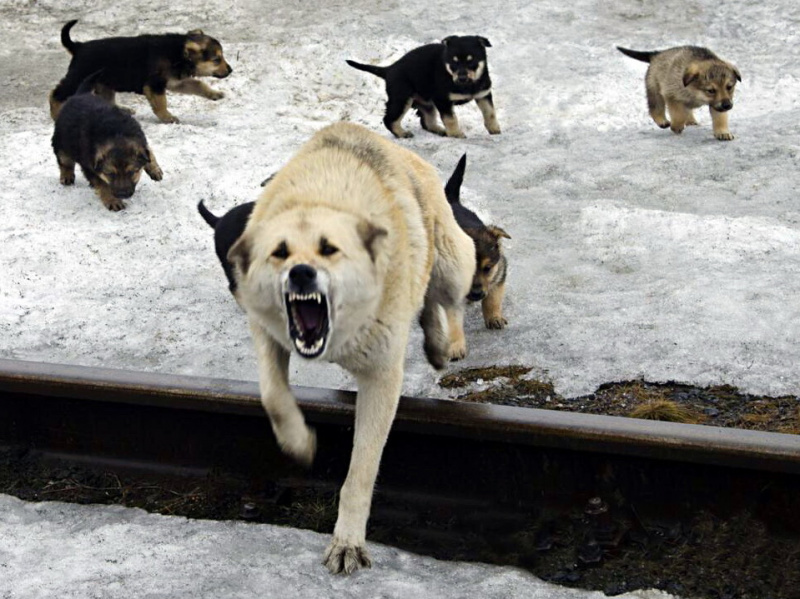 Отлавливать бродячих собак некому