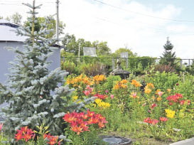 Королевские лилии и ели из Германии