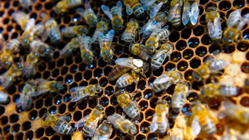 Кооперация пасечников в районе имени Лазо расширяется