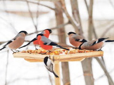 Приучите птиц в мороз к своему окну