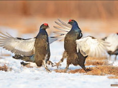 Тетерева приветствуют зиму и снег