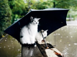 Котёнок - просто маленькая кошка